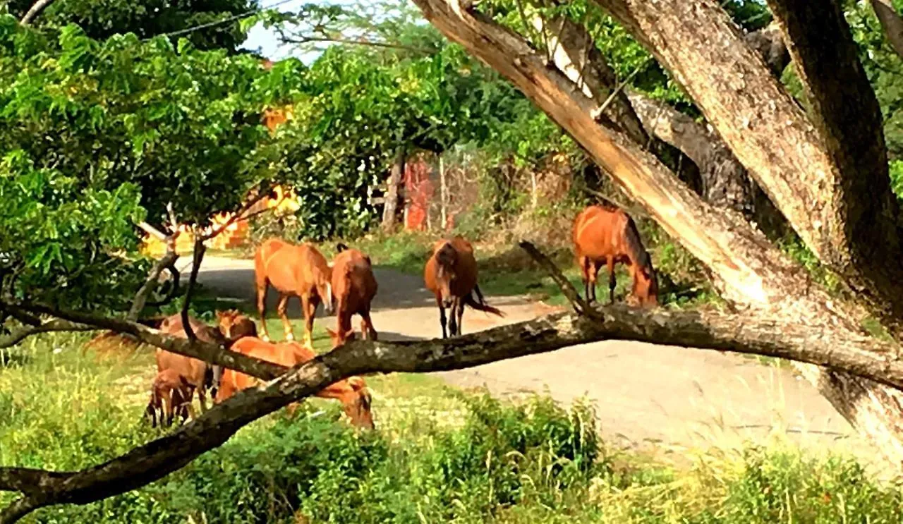 Tranquility By The Sea Villa Vieques 0*,  Puerto Rico